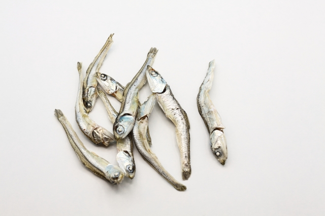 展示中の生き物たち