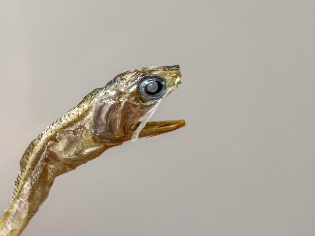 展示中の生き物たち