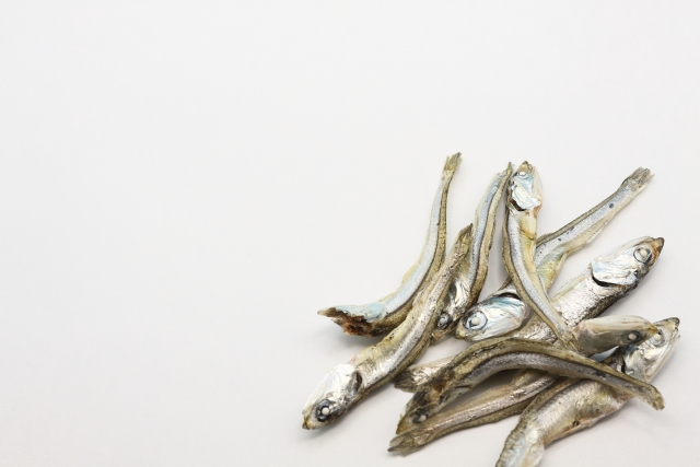 展示中の生き物たち