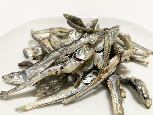 展示中の生き物たち