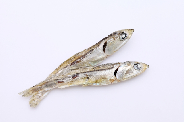 展示中の生き物たち