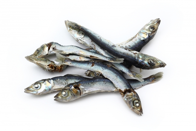 展示中の生き物たち