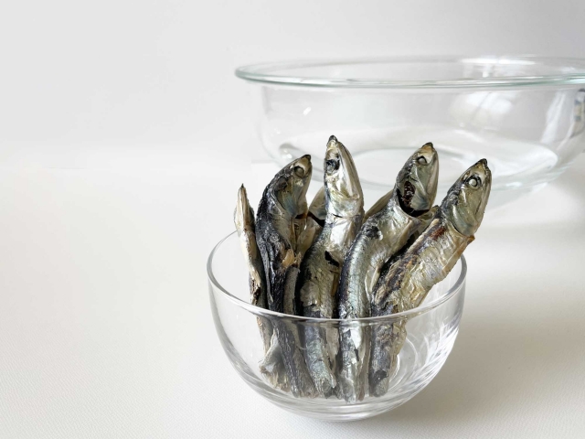 展示中の生き物たち