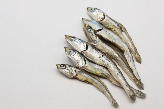 展示中の生き物たち