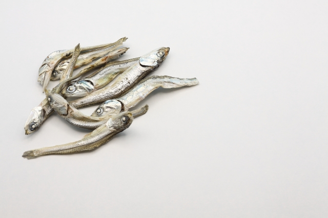 展示中の生き物たち