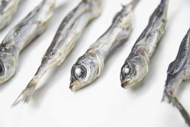 夜の水族館探検ツアー